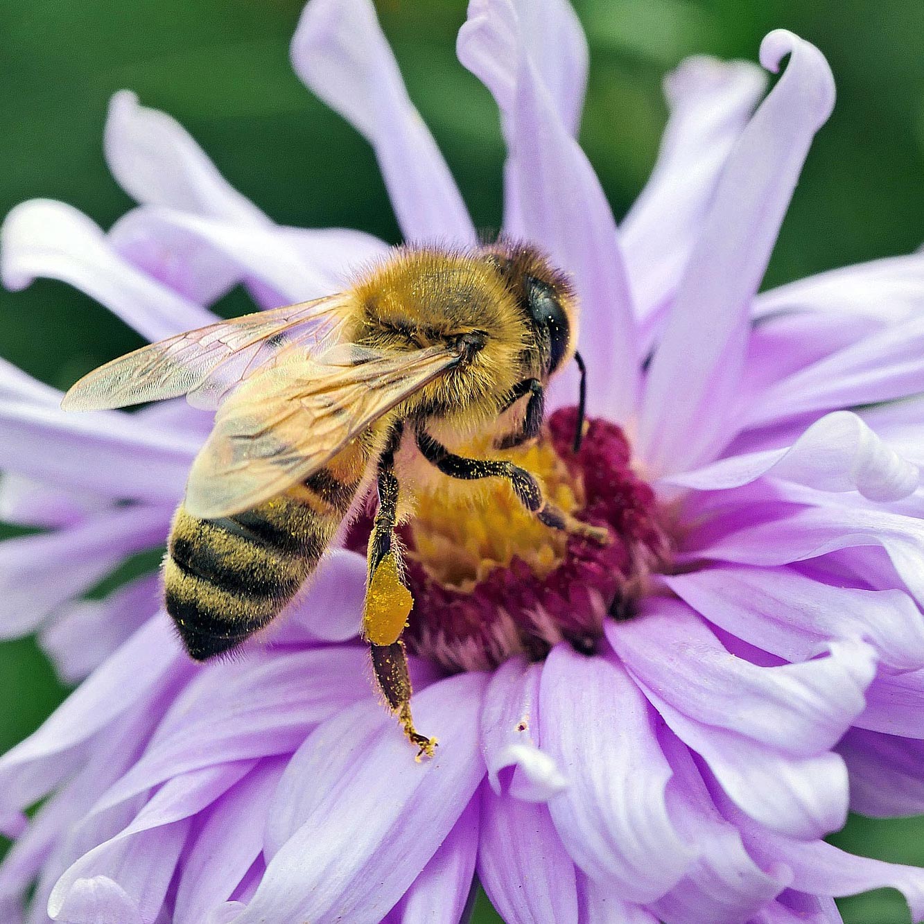 Blumen und Stauden